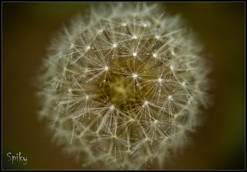 Dandelion Head